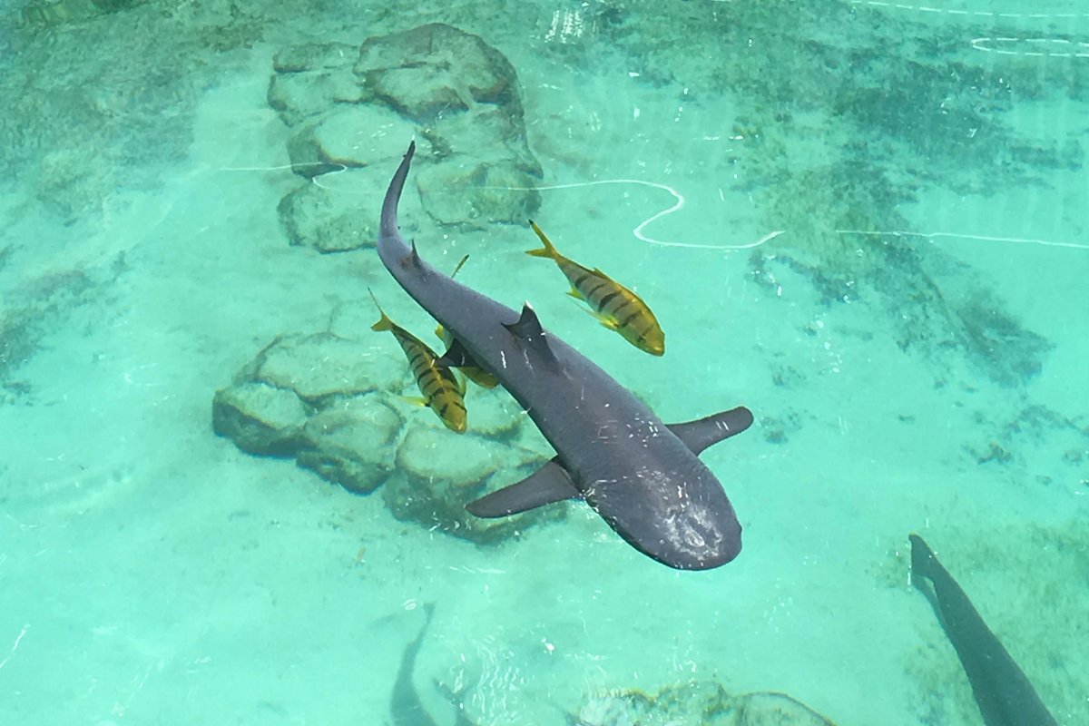 VIsta Cay—Top June 2016