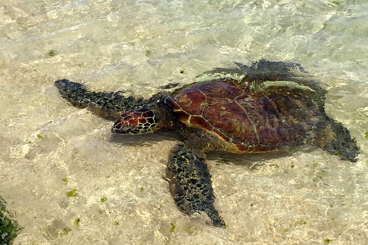 Turtle Bay—Top May 2016